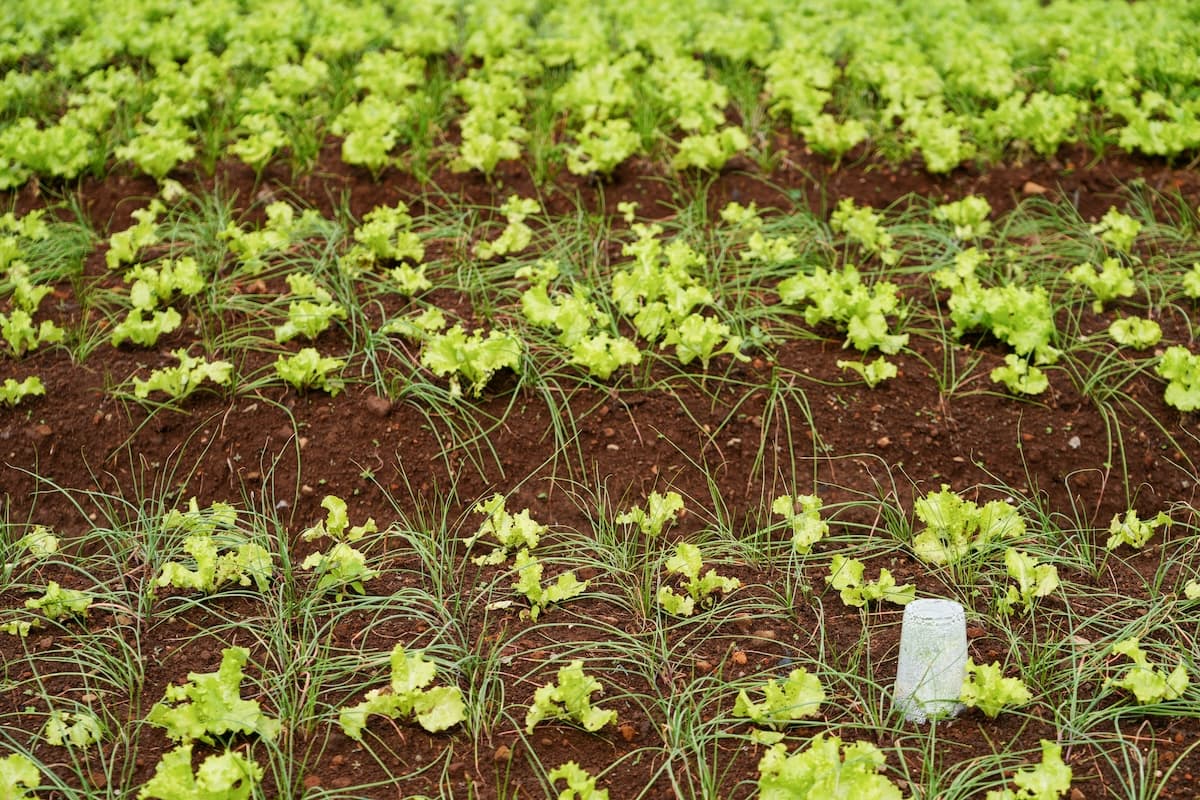 Pro Tips: Boost Pollinators, Deter Pests, Maximize Harvest