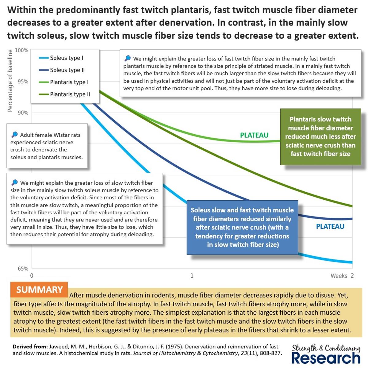 Fiber Size, Not Type, Drives Unloading Atrophy Rates