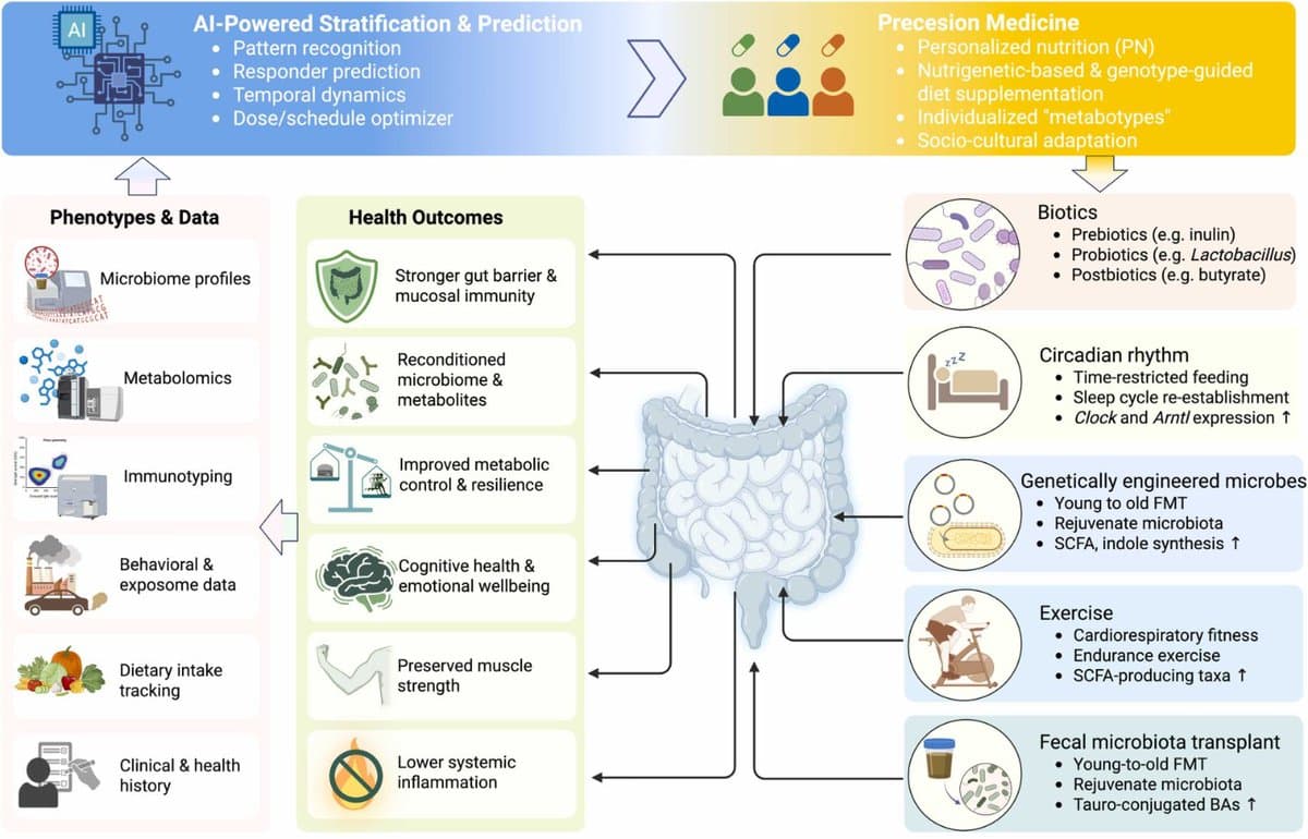 Gut Metabolites Shape Immunity in Aging and Disease