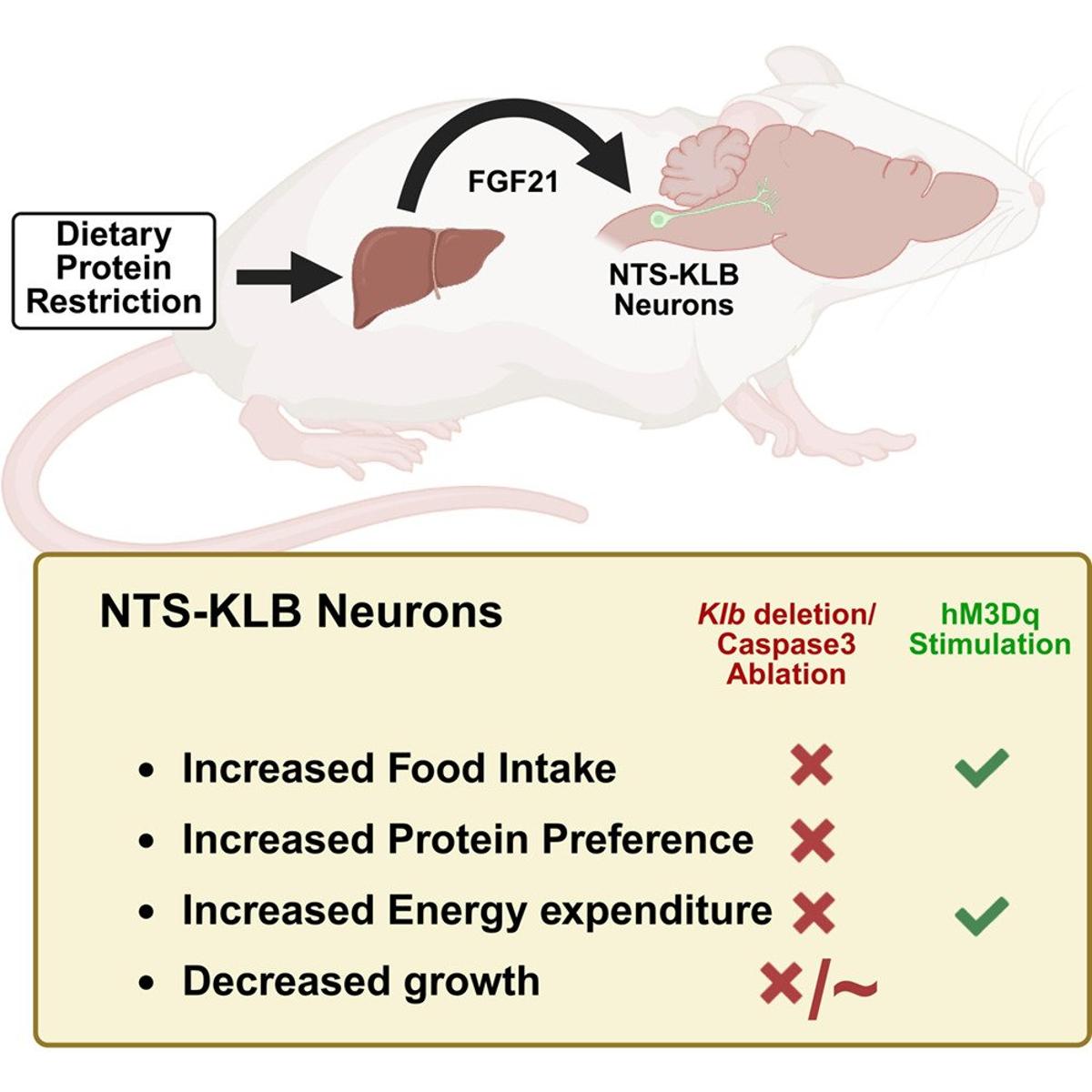 FGF21 Acts in Hindbrain to Modulate Eating During Protein Scarcity