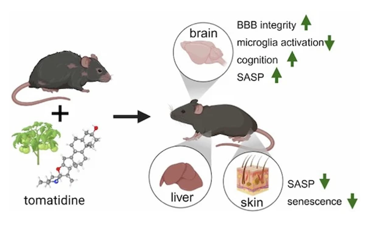 Tomatidine Boosts Memory and Cuts Cellular Aging in Mice