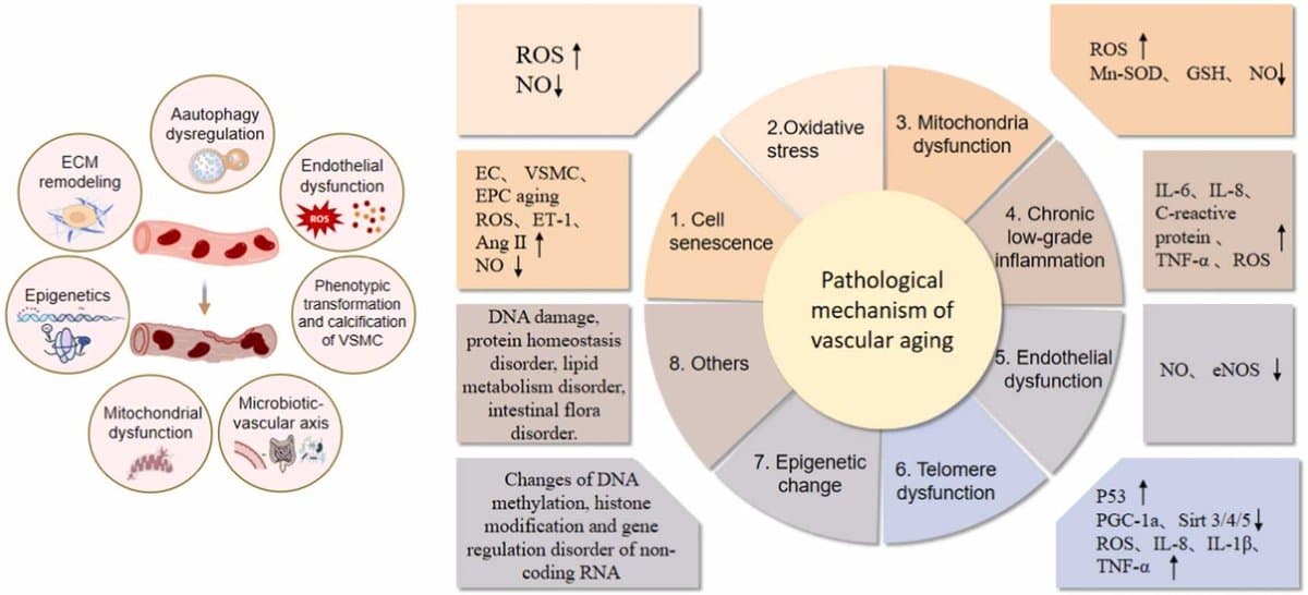 Vascular Senescence Hub: Blood Vessels Drive Systemic Aging