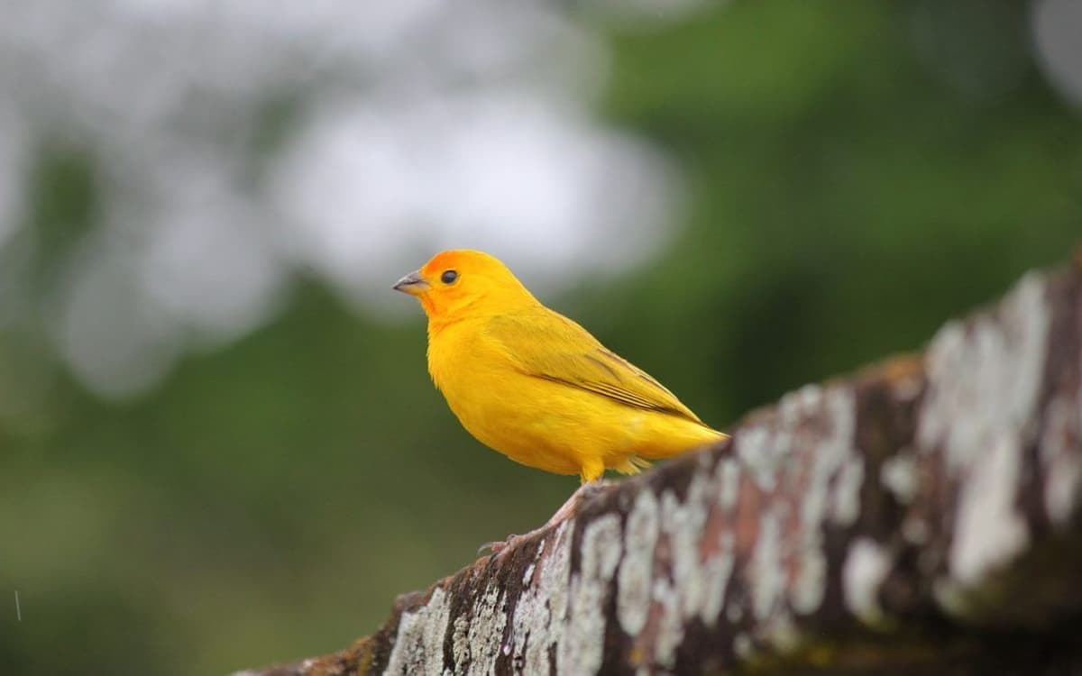 Listen to Early Signals Before They Become Crises