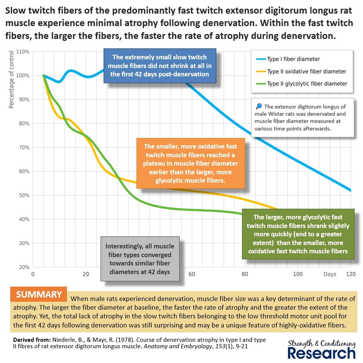 Larger Muscle Fibers Waste Away Faster than Smaller Ones