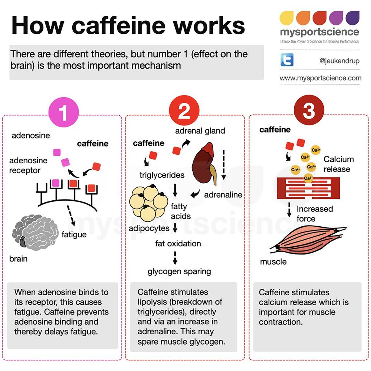 Caffeine Boosts Endurance Performance: How It Works