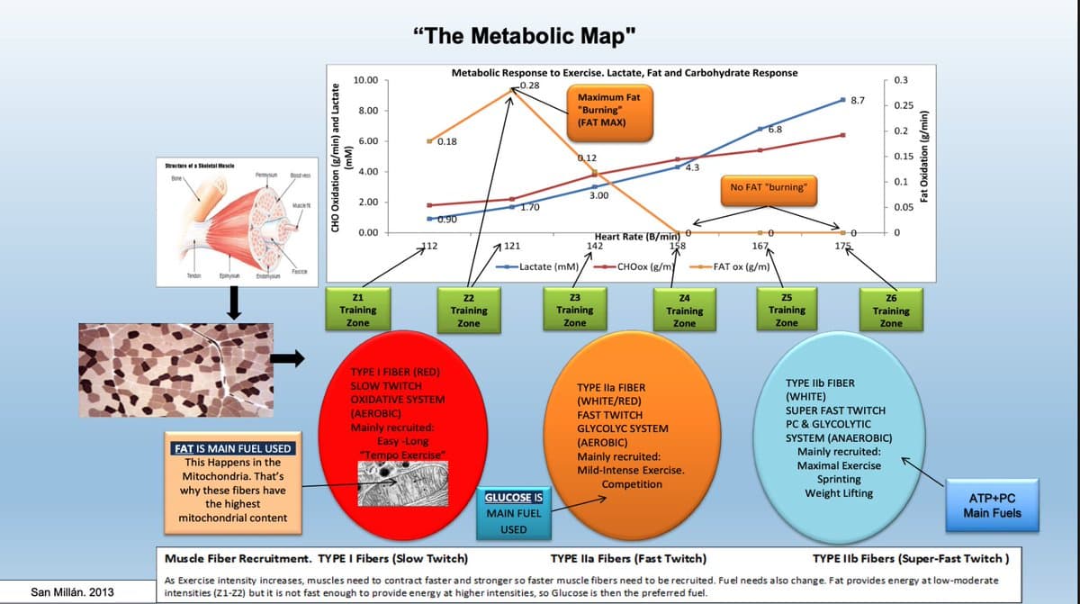 Lactate Signals Metabolic Balance, Not Just Fuel Shift