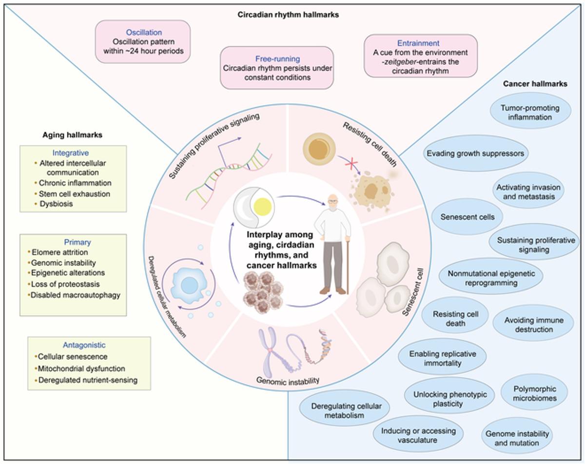 Aging Flattens Circadian Rhythms, Marking Clock Dysfunction