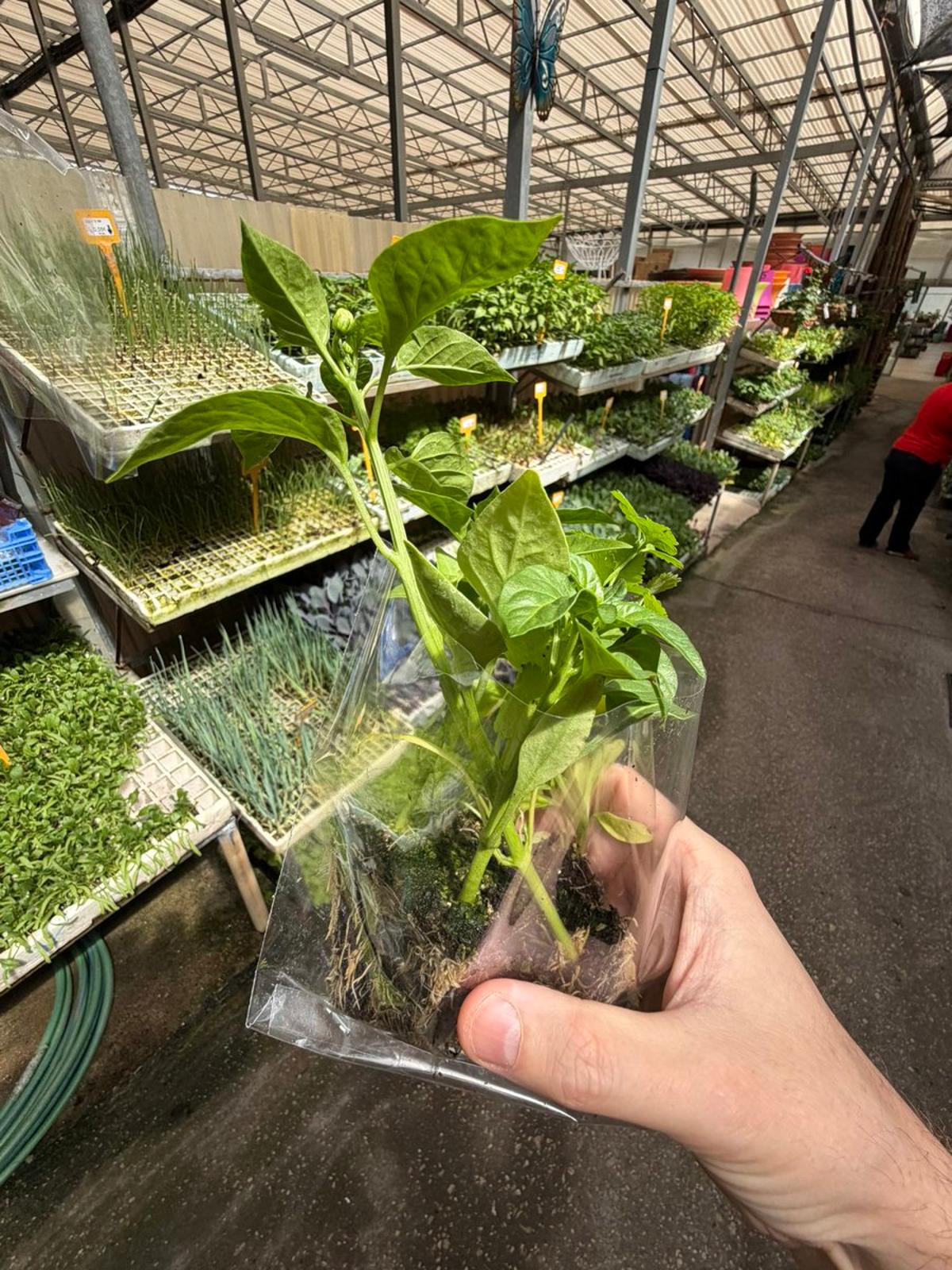 Homegrown Harvest: Tomatoes, Cilantro, Peppers, Strawberries