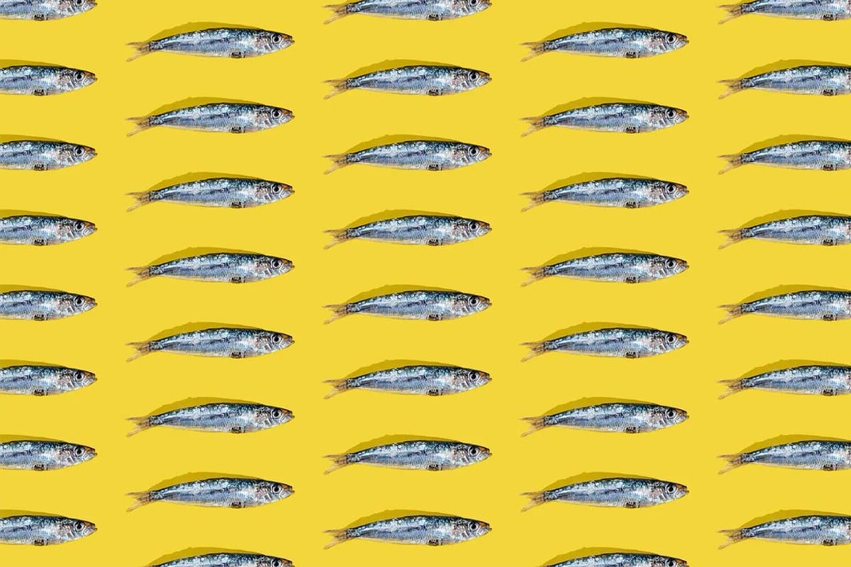 Sardinemaxxing: Nutrient‑Rich Canned Fish Trend Explained