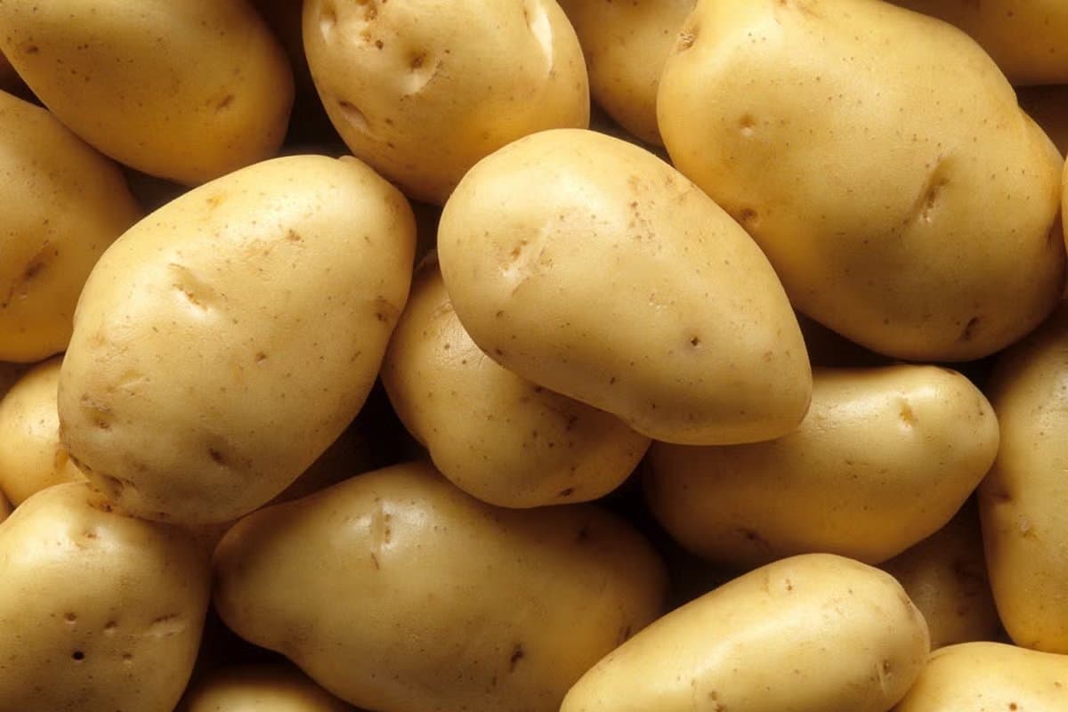 Potatoes Omitted From Healthy Plate Due to Sugar Risks