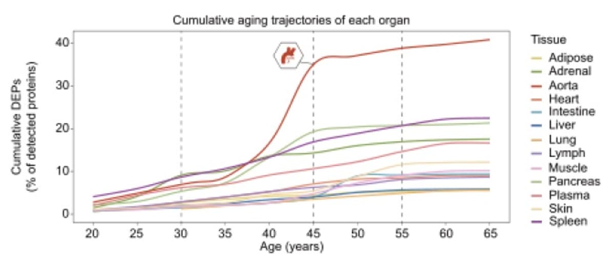 Aorta Ages First, Driving Heart Disease