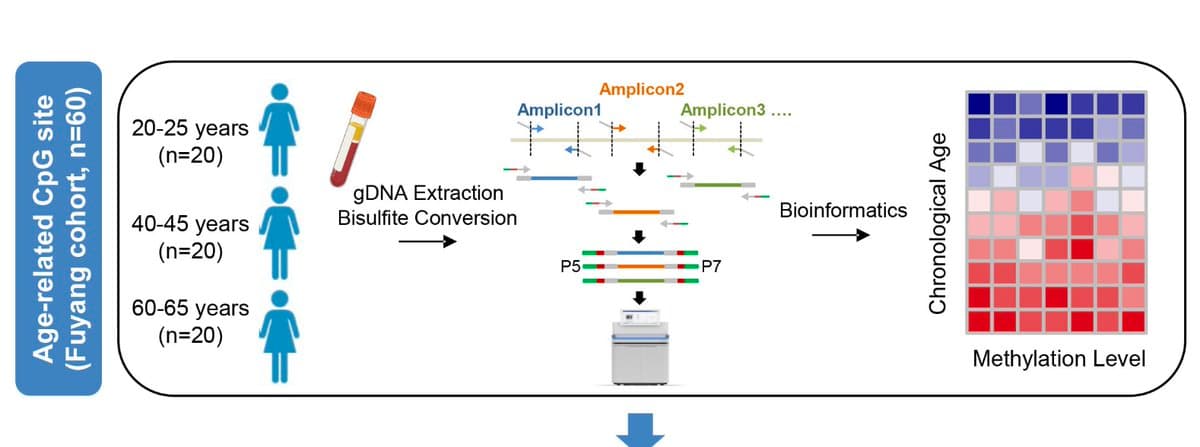Epigenetic Clock Detects Aging and Cancer via Blood Test