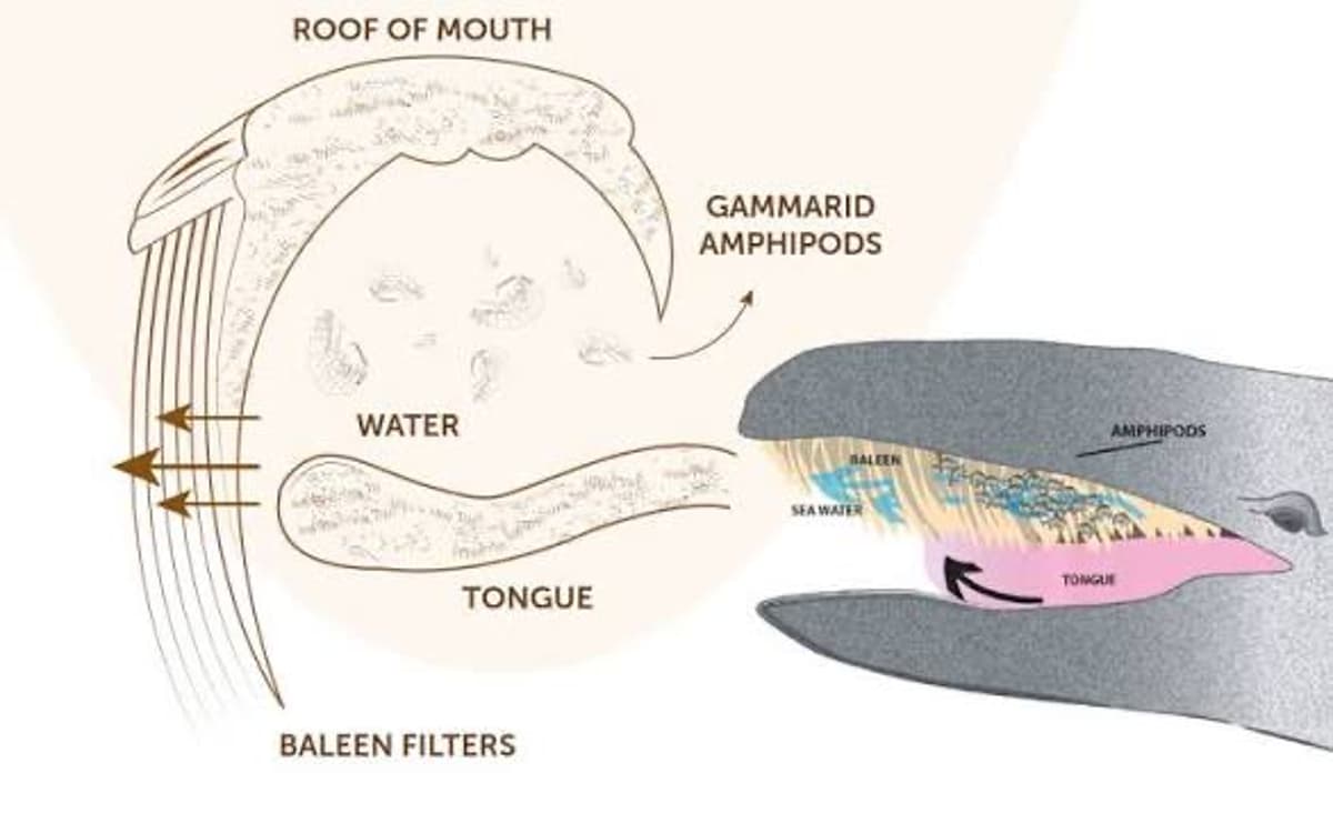 Melting Ice Halts Algae Rain, Drives Whales Offshore