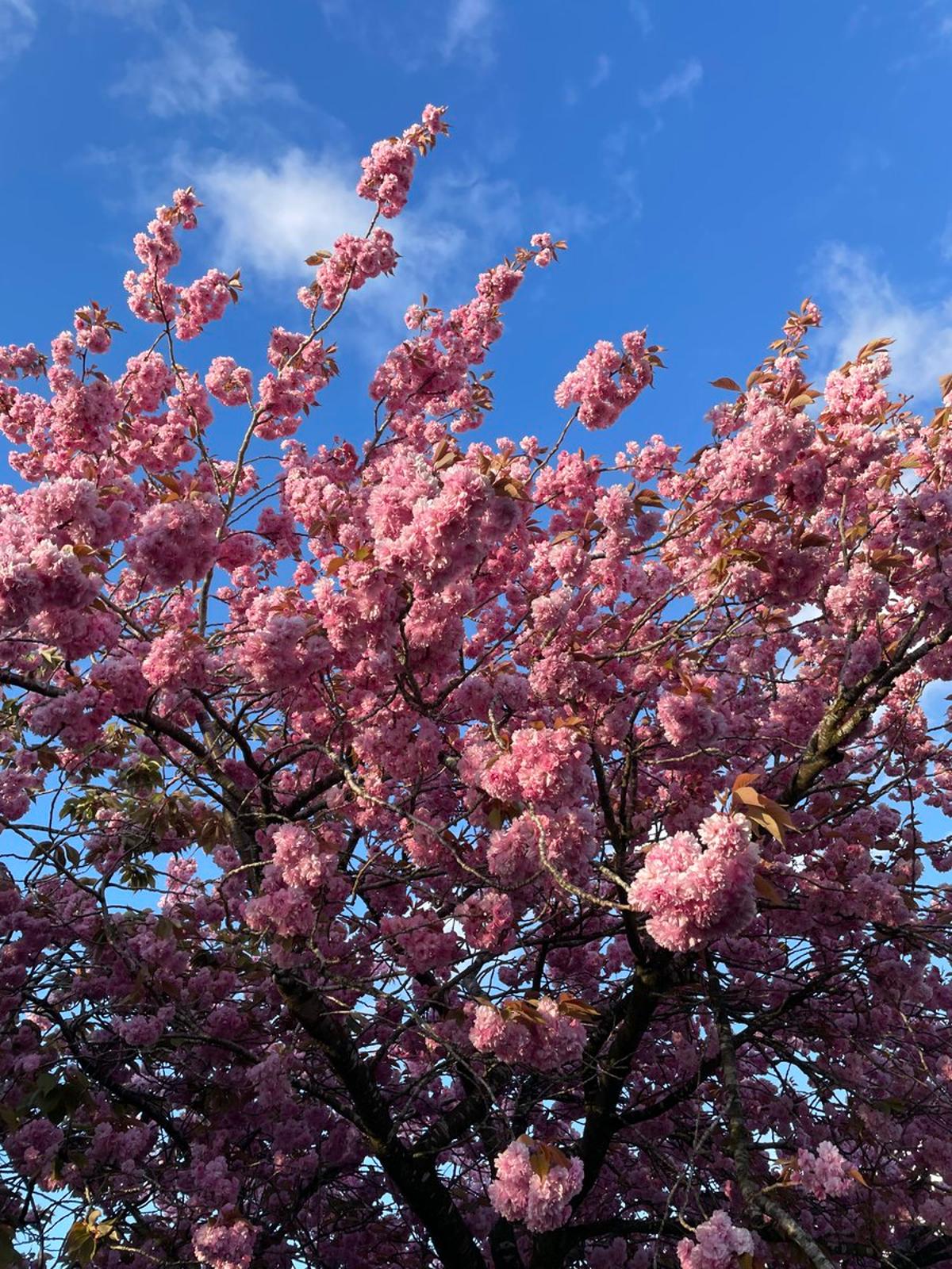 Focus on One Thing, Bloom Year‑Round