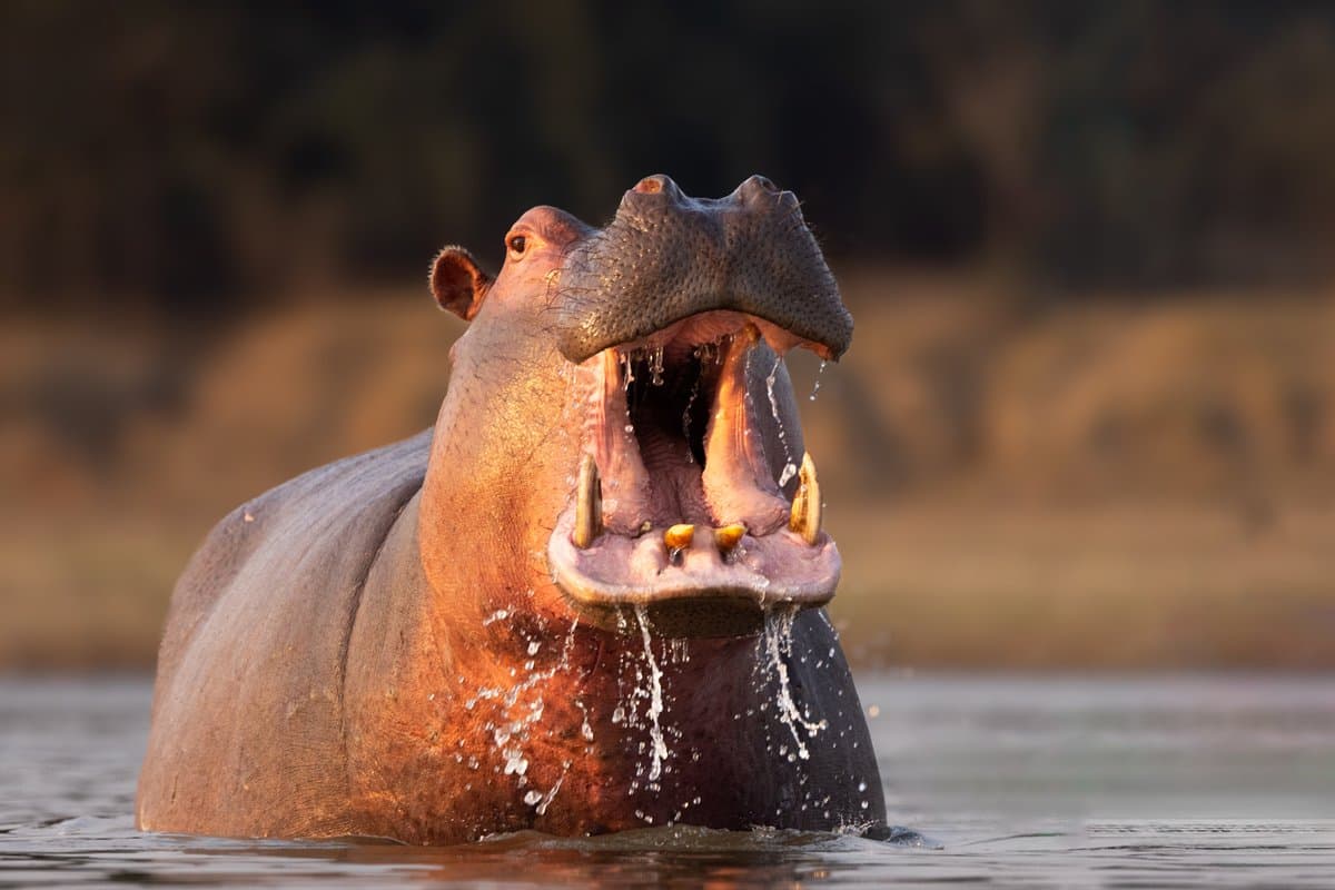 Escaped an Angry Hippo in Zambia’s South Luangwa