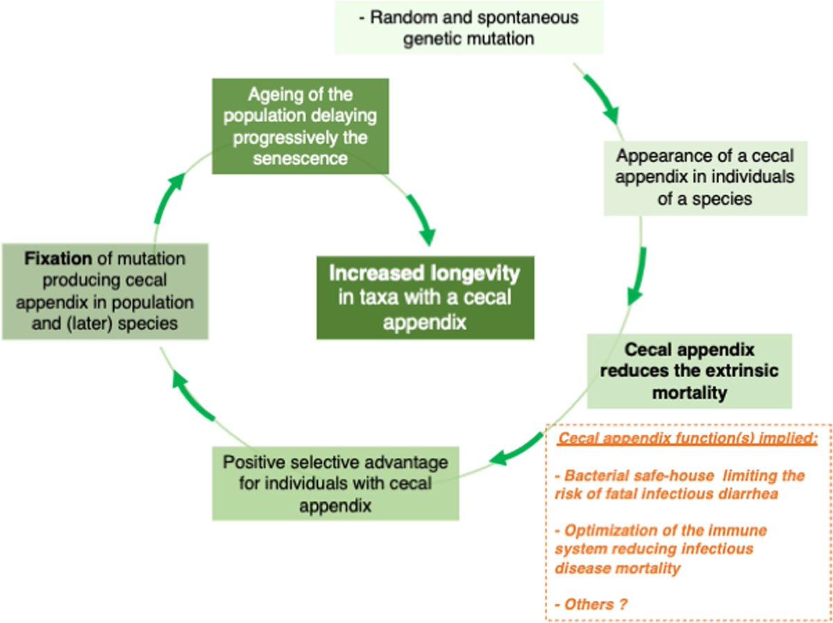 Appendix Presence Linked to Longer Lifespans Across Mammals