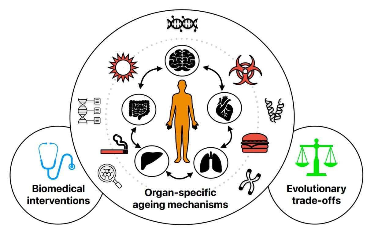 Ageing Happens Unevenly Across Organs, Not Uniformly
