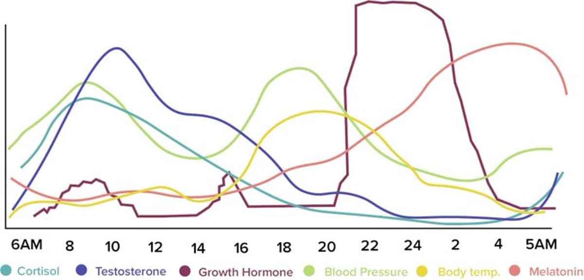 Morning Hormone Peaks, Evening Temperature Rise: Body Clock Overview