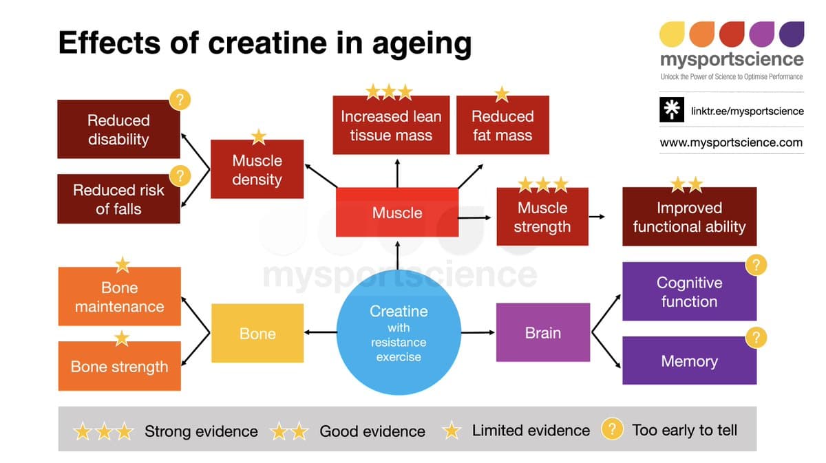 Creatine Plus Resistance Training Boosts Healthy Aging