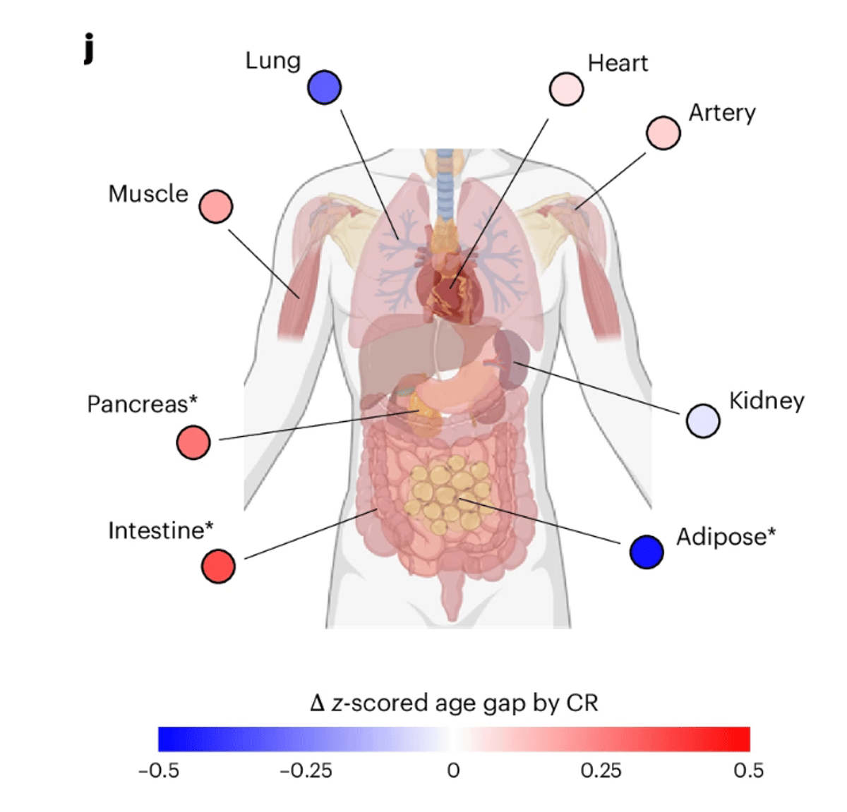 Calorie Cutting Lowers Epigenetic Age and Inflammaging Protein C3a