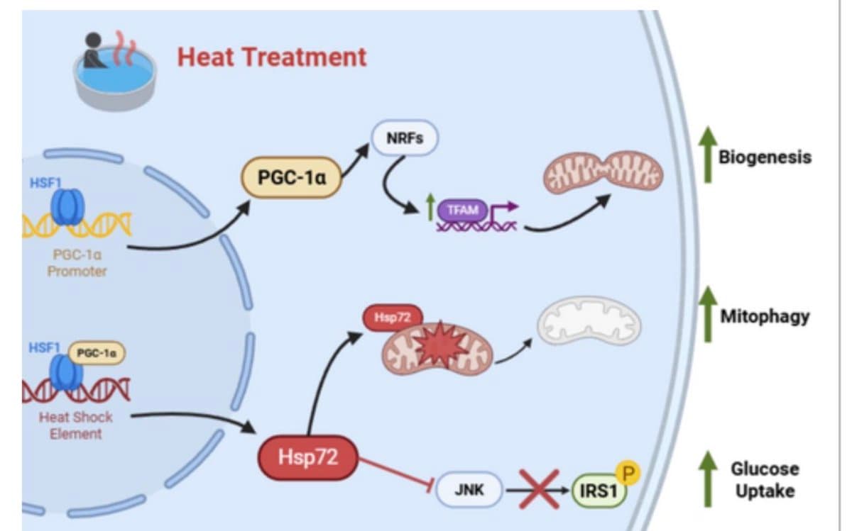 Heat Therapy Mimics Exercise Through Shear Stress and Genes