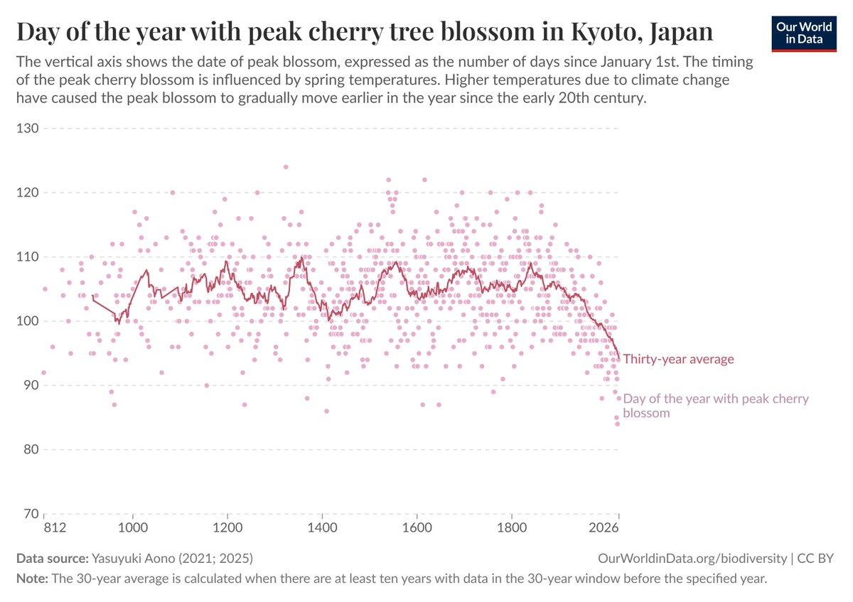 Cherry Blossoms Bloom 12 Days Earlier, Linked to Fossil Fuels