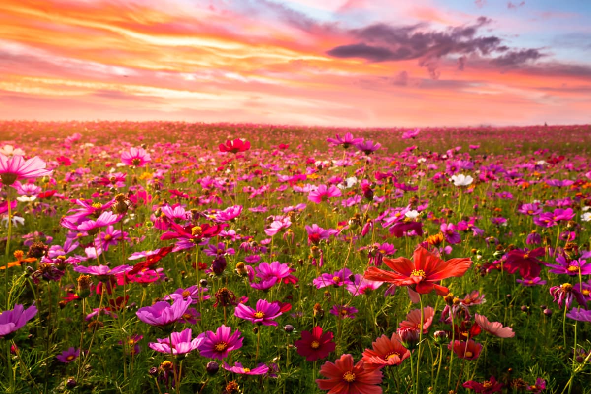 Friendship's Purpose: Deepening the Spirit