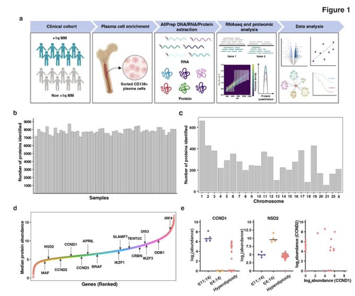 1q Abnormalities Define Distinct Proteomic Landscape in Myeloma