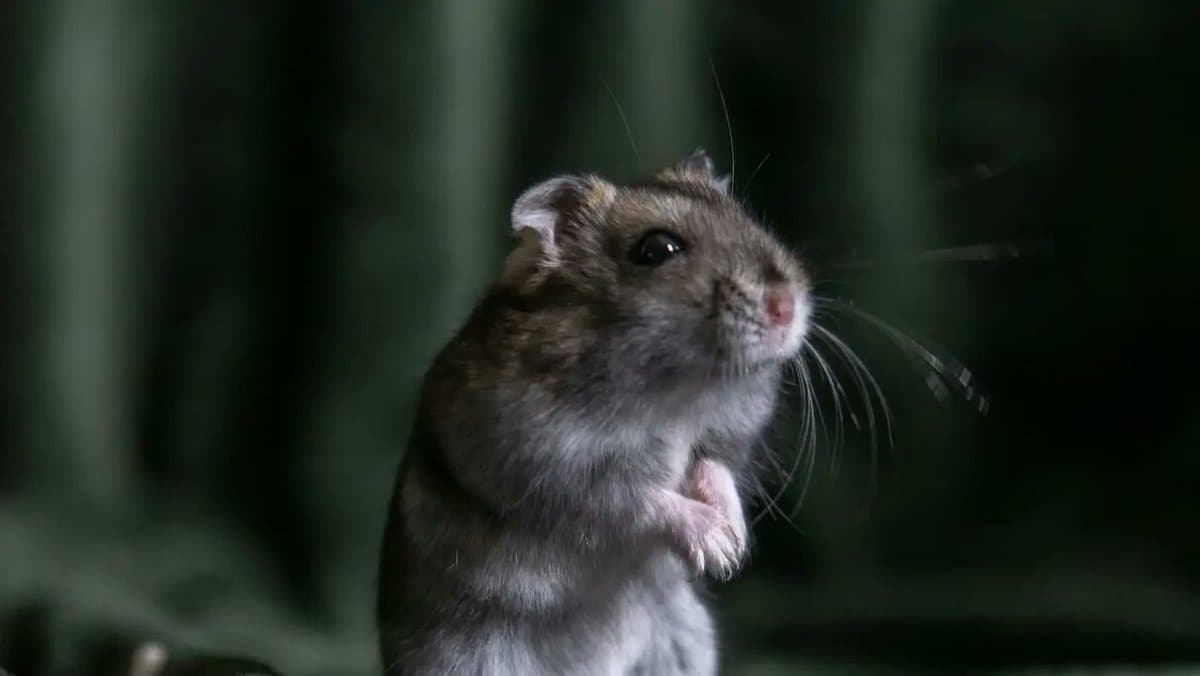 Self‑assembling Brain‑grown Electrodes Enable Light‑controlled Neural Interfaces