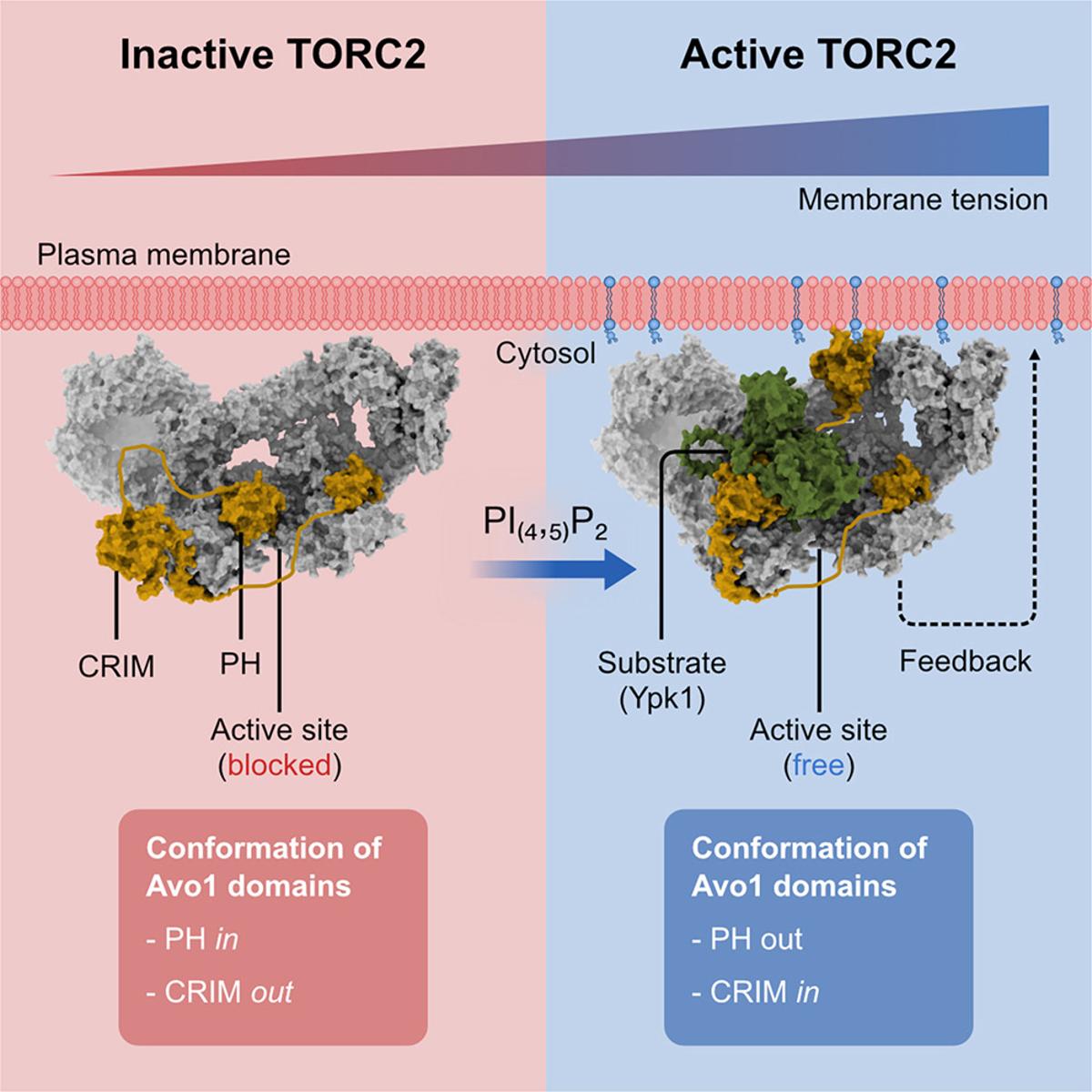 High‑Resolution TORC2 Structure Opens Path to Age‑Related Therapies