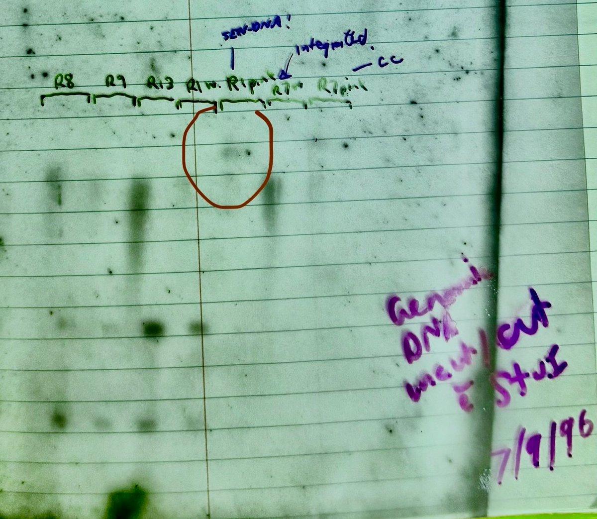 DNA Circles in Cancers Show Accelerated Epigenetic Aging