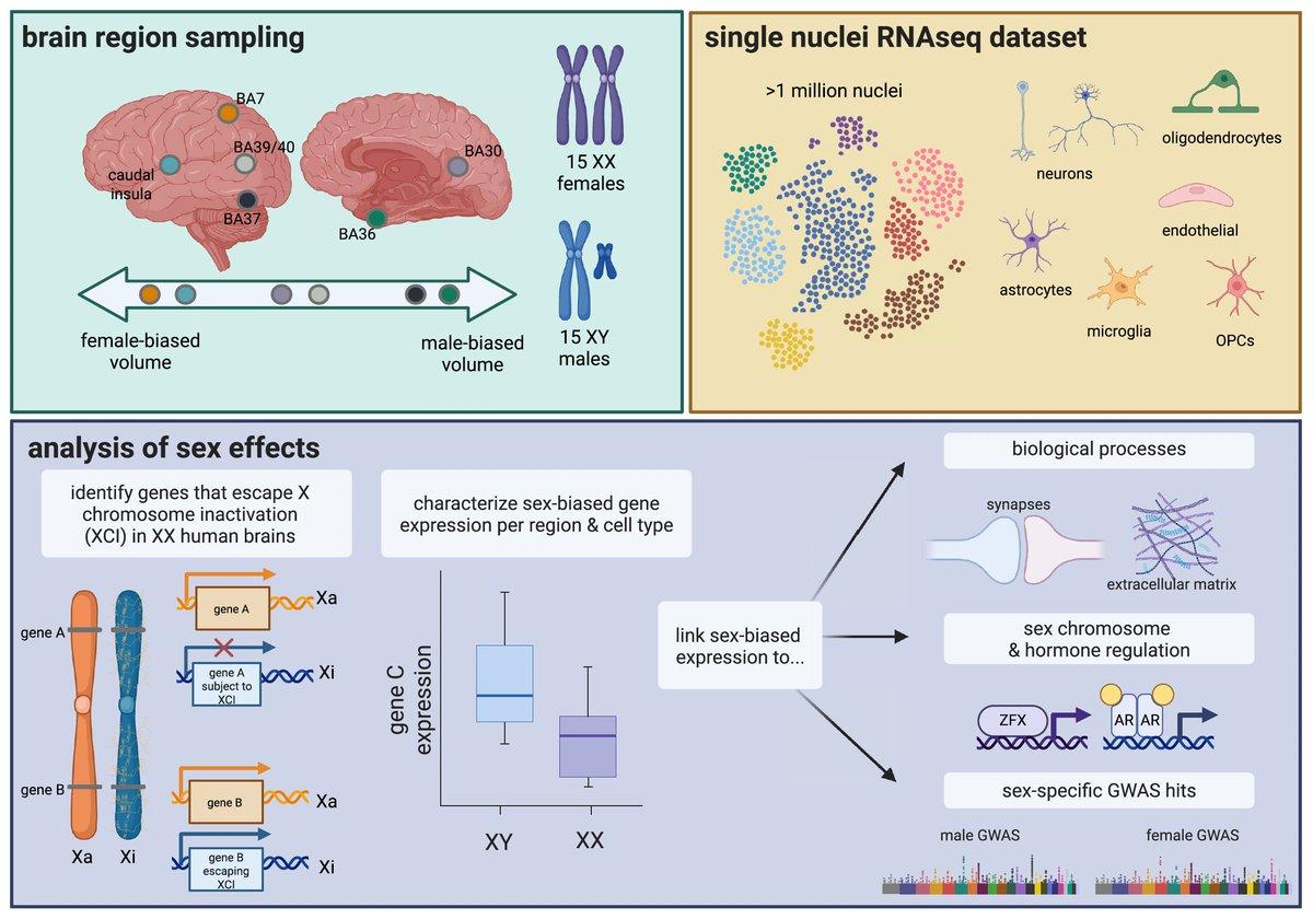 Over 3,000 Brain Genes Show Sex‑Specific Expression