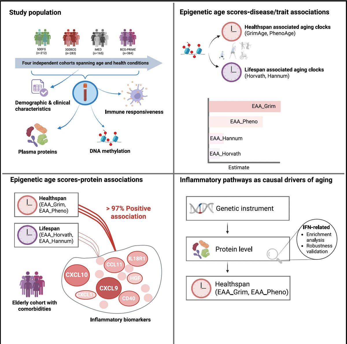 Interferon Pathway Drives Inflammaging, Offers Epigenetic Target