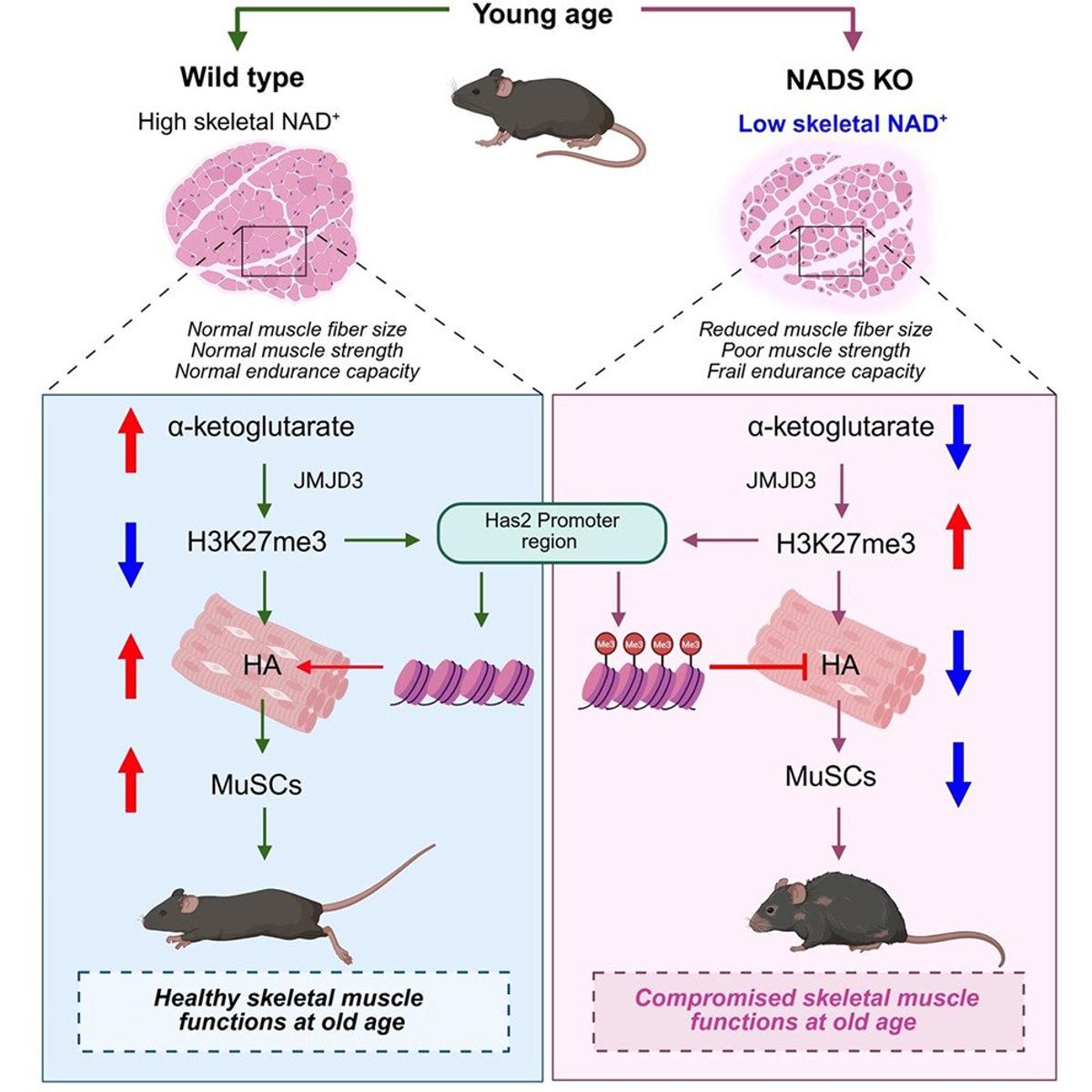Childhood NAD+ Deficiency Triggers Lifelong Muscle Aging