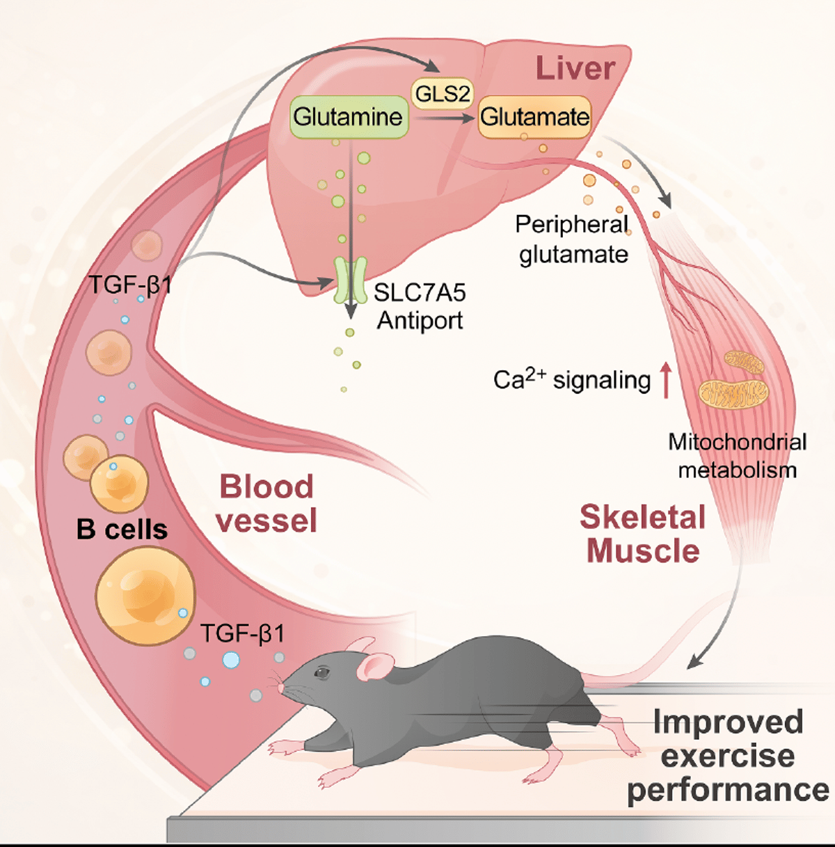 B Cells Critical for Exercise Performance, Study Shows