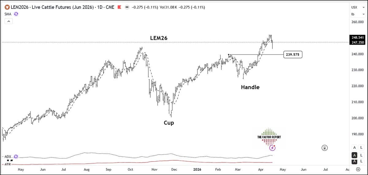 Stock Your Freezer for a Year‑Long BBQ Season
