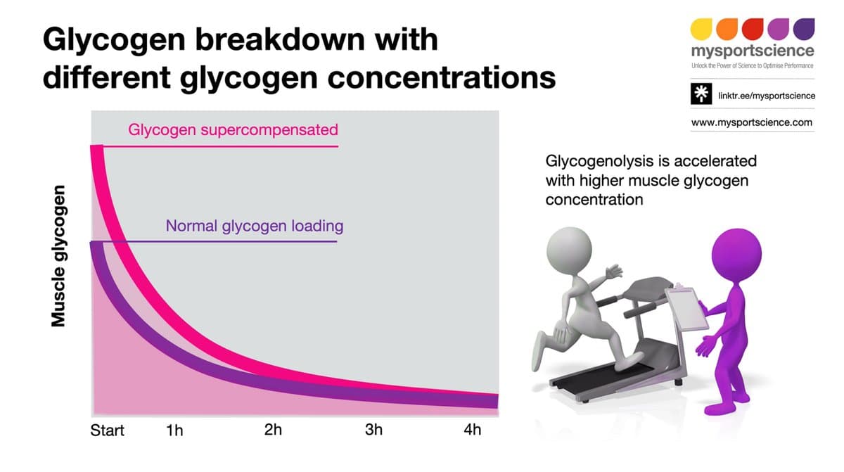 Extreme Glycogen Loading Can Accelerate Breakdown, Not Boost Performance