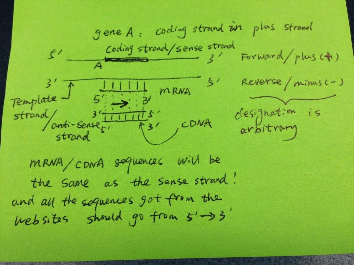 Never Confuse DNA Plus/Minus Strands Again