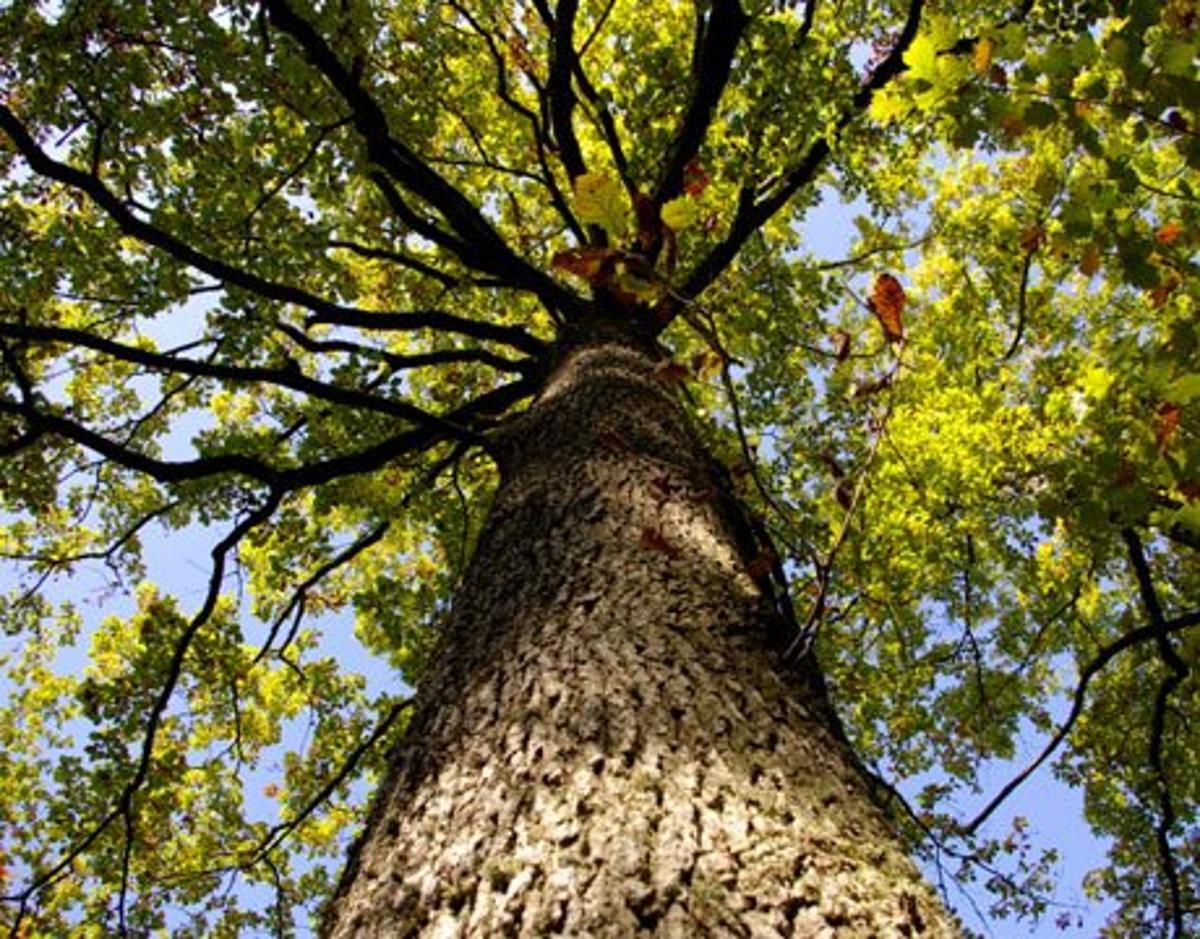 Stay Grounded in Life, Yet Spiritually Weightless