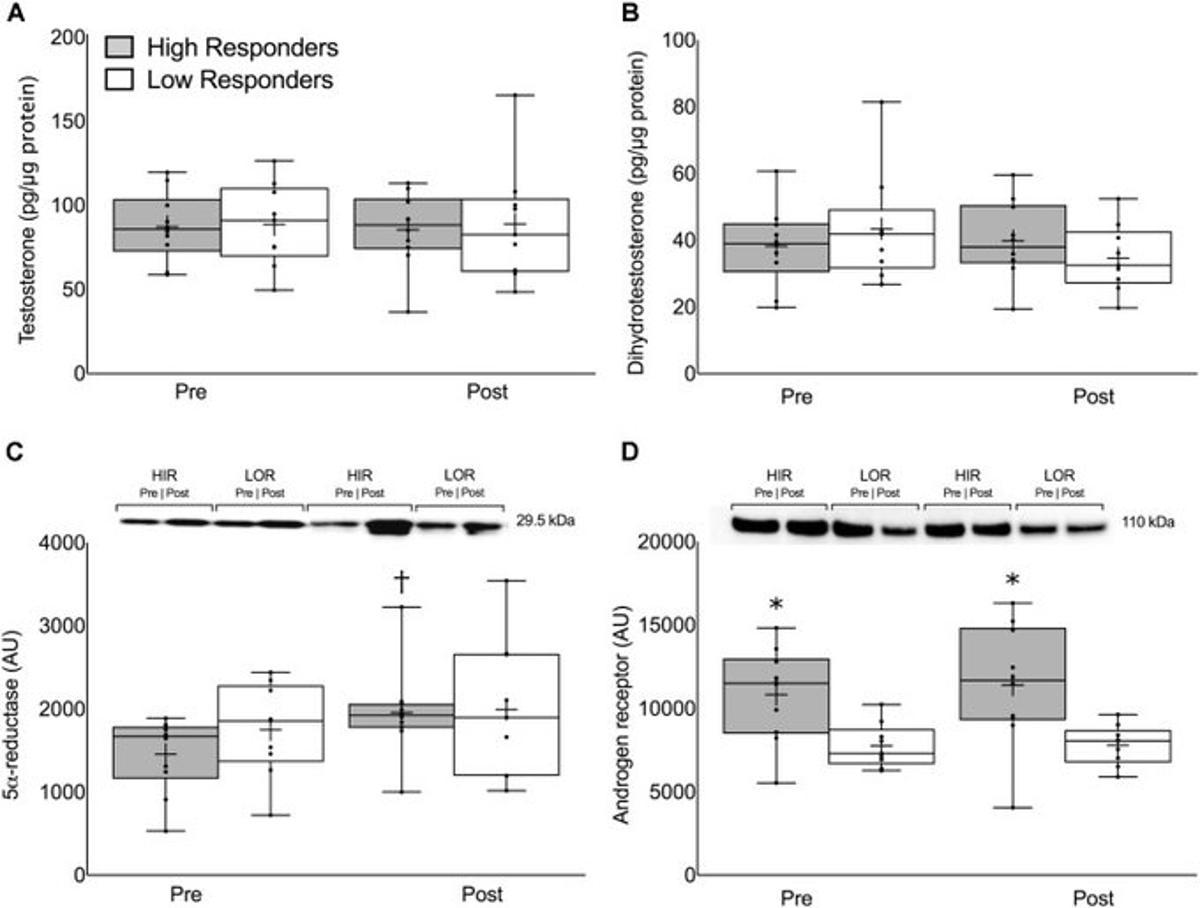 Androgen Receptor Density Drives Muscle Gains, Not Testosterone