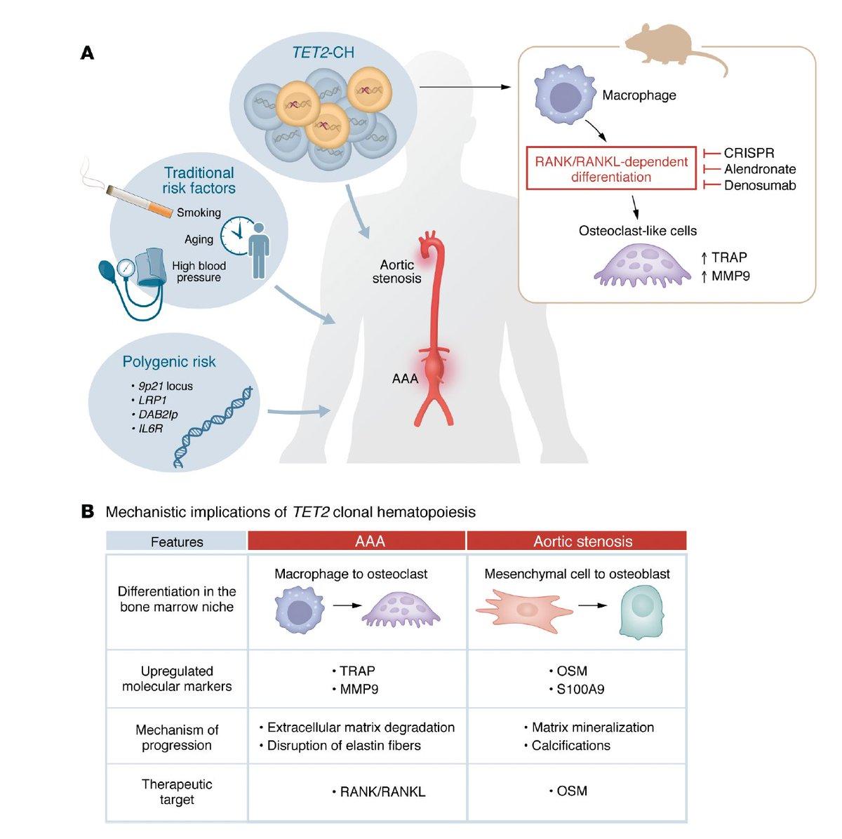 CHIP Clones Accelerate Aneurysm Growth, Offering Preventive Target