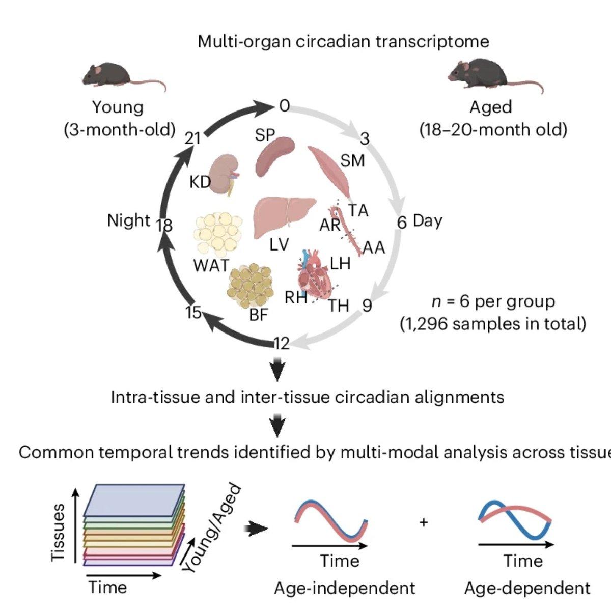 NAD+ Rhythms Drive Sleep, Aging; Resetting Delays Decline
