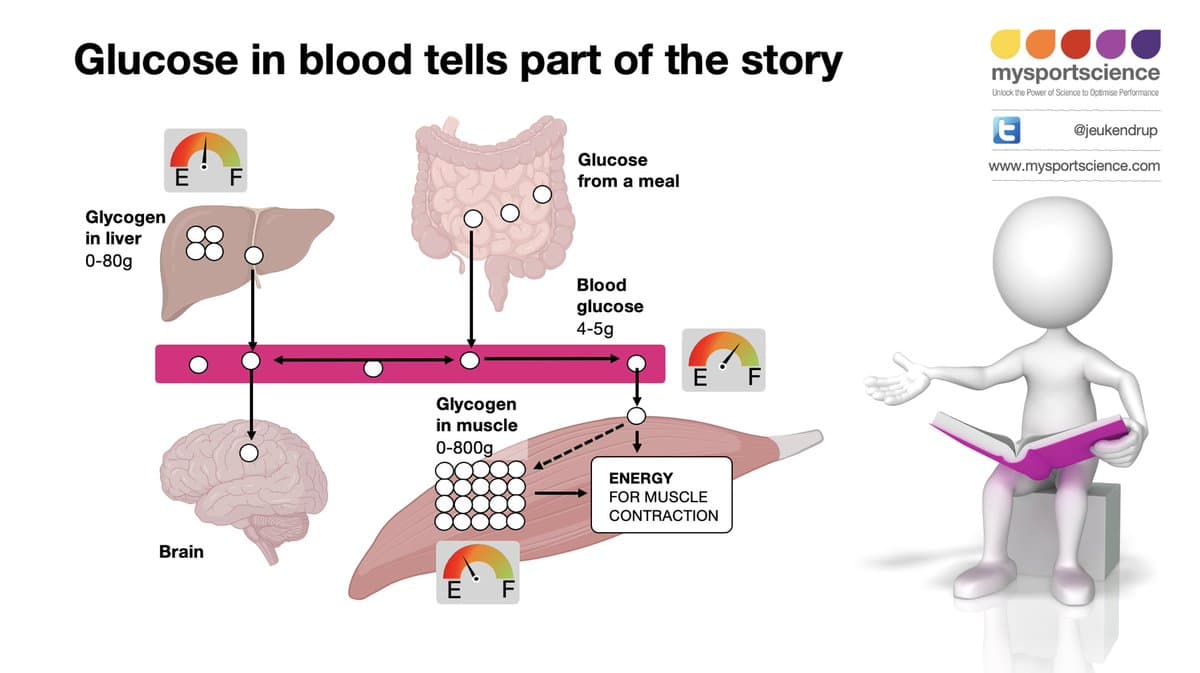 CGM Can't Accurately Predict Endurance Fuel Needs