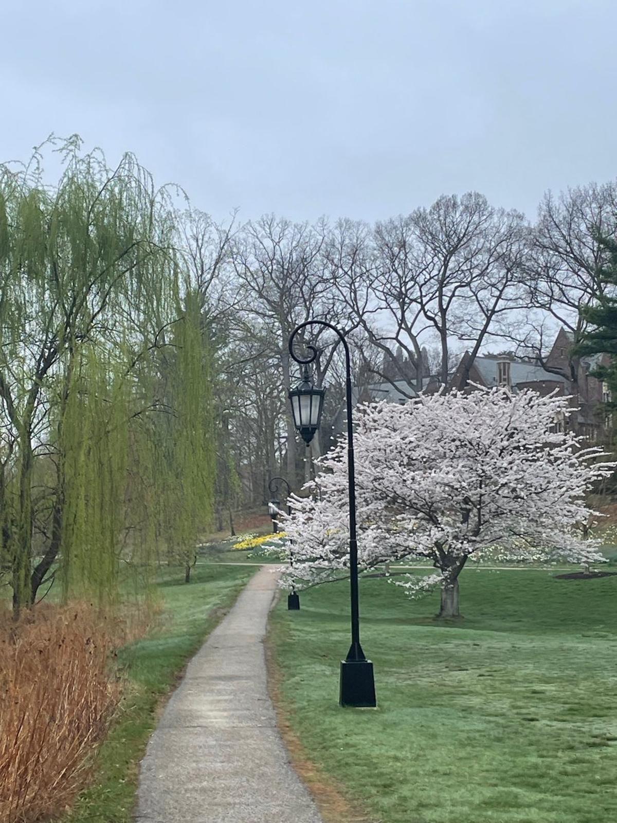 Morning Walk Sets the Tone for a Whole Day