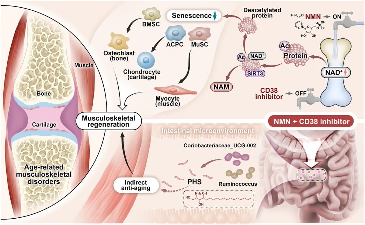 Combined NMN and CD38 Inhibitor Rejuvenates Aging Muscles