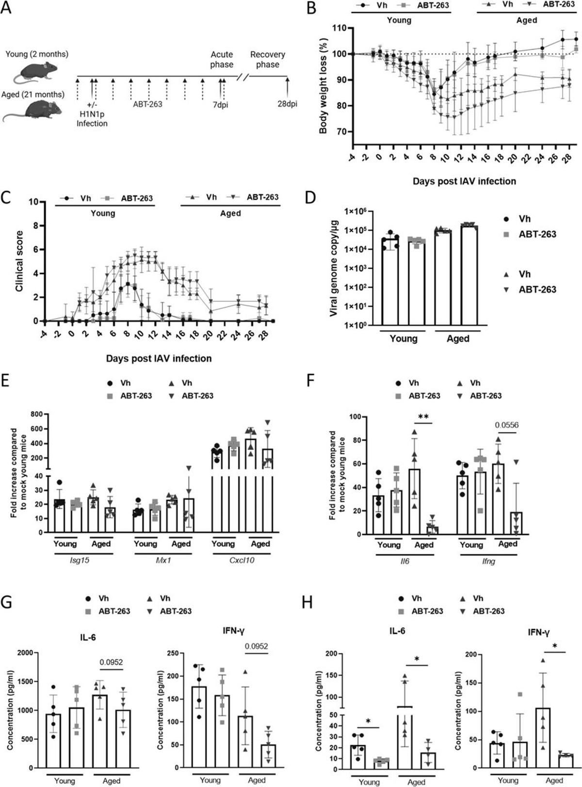 Senolytic ABT‑263 Cuts Lung Inflammation, Flu Severity in Aged Mice