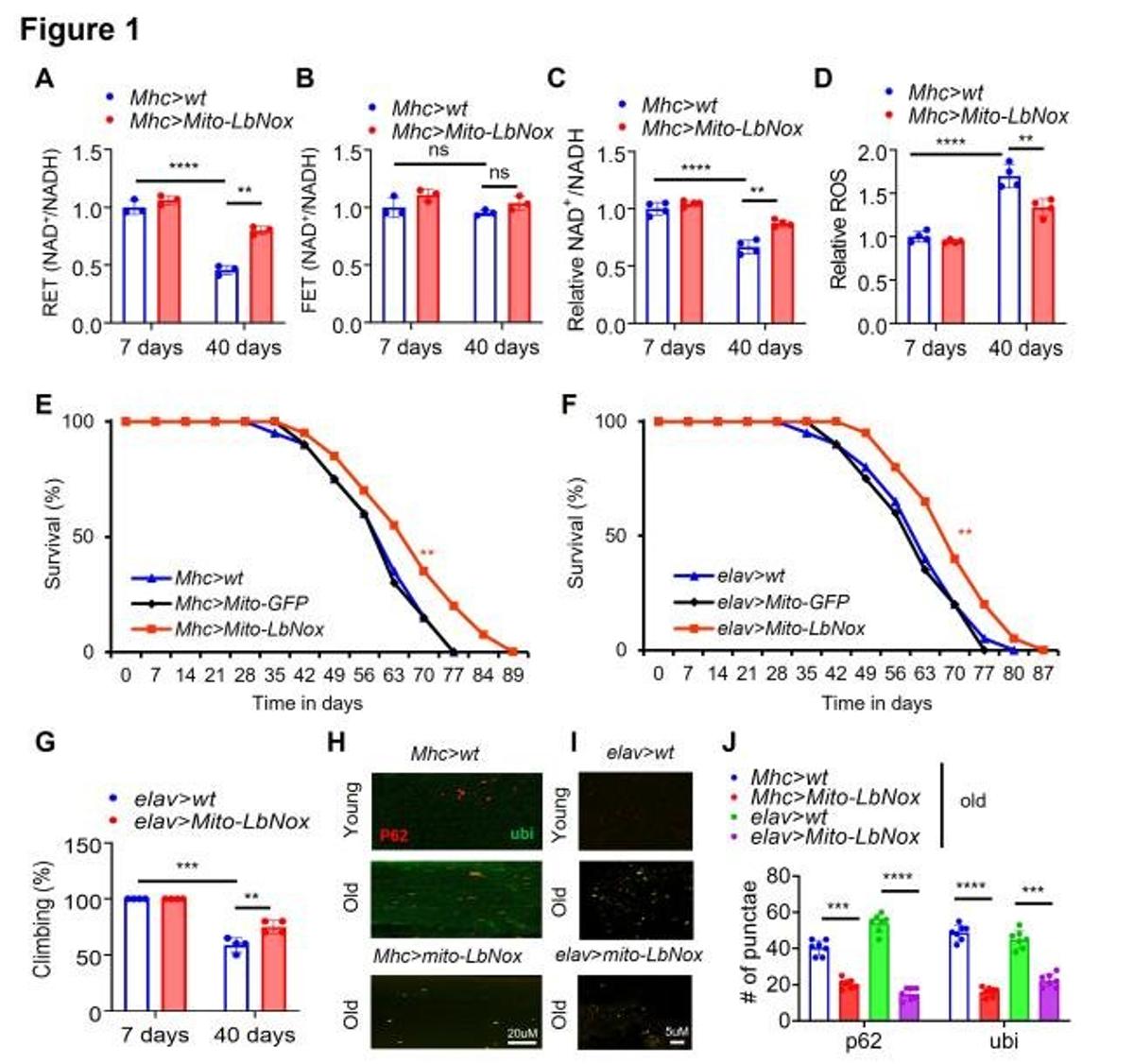 Boosting Mitochondrial NAD+/NADH Extends Life, Eases Alzheimer’s