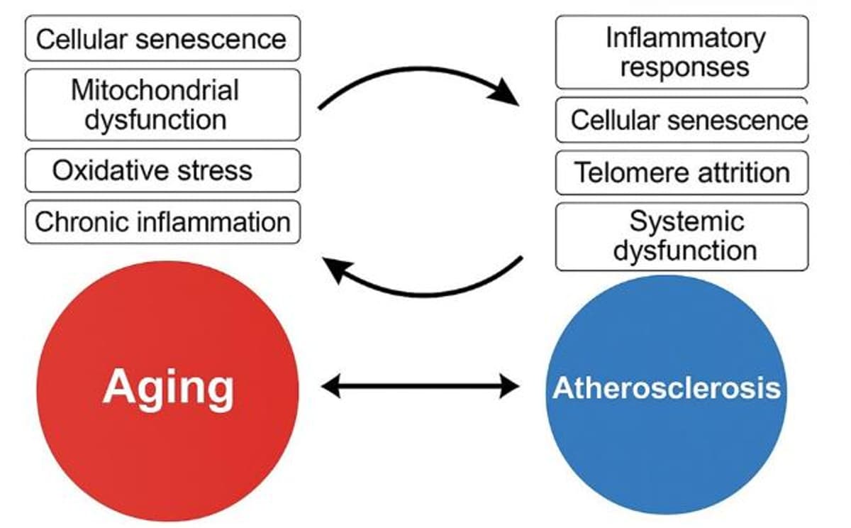 Aging and Atherosclerosis: A Two‑Way Mechanistic Link