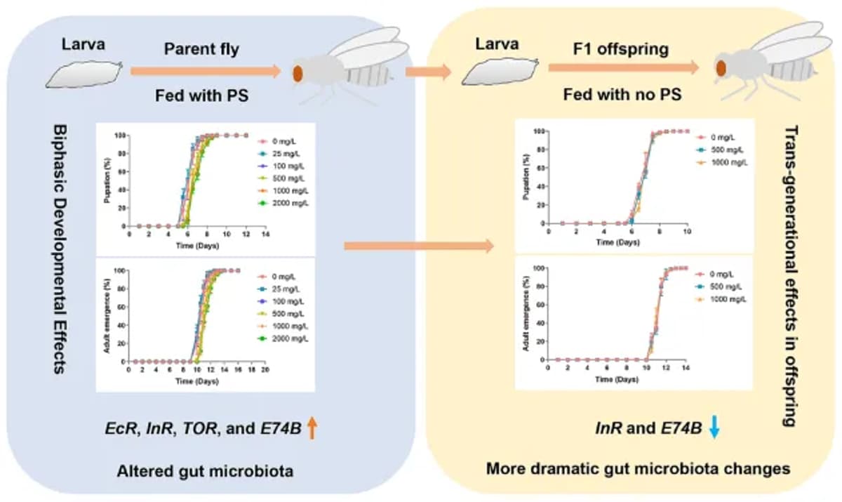 Potassium Sorbate Alters Fly Development, Microbiome, Reduces Toxicity