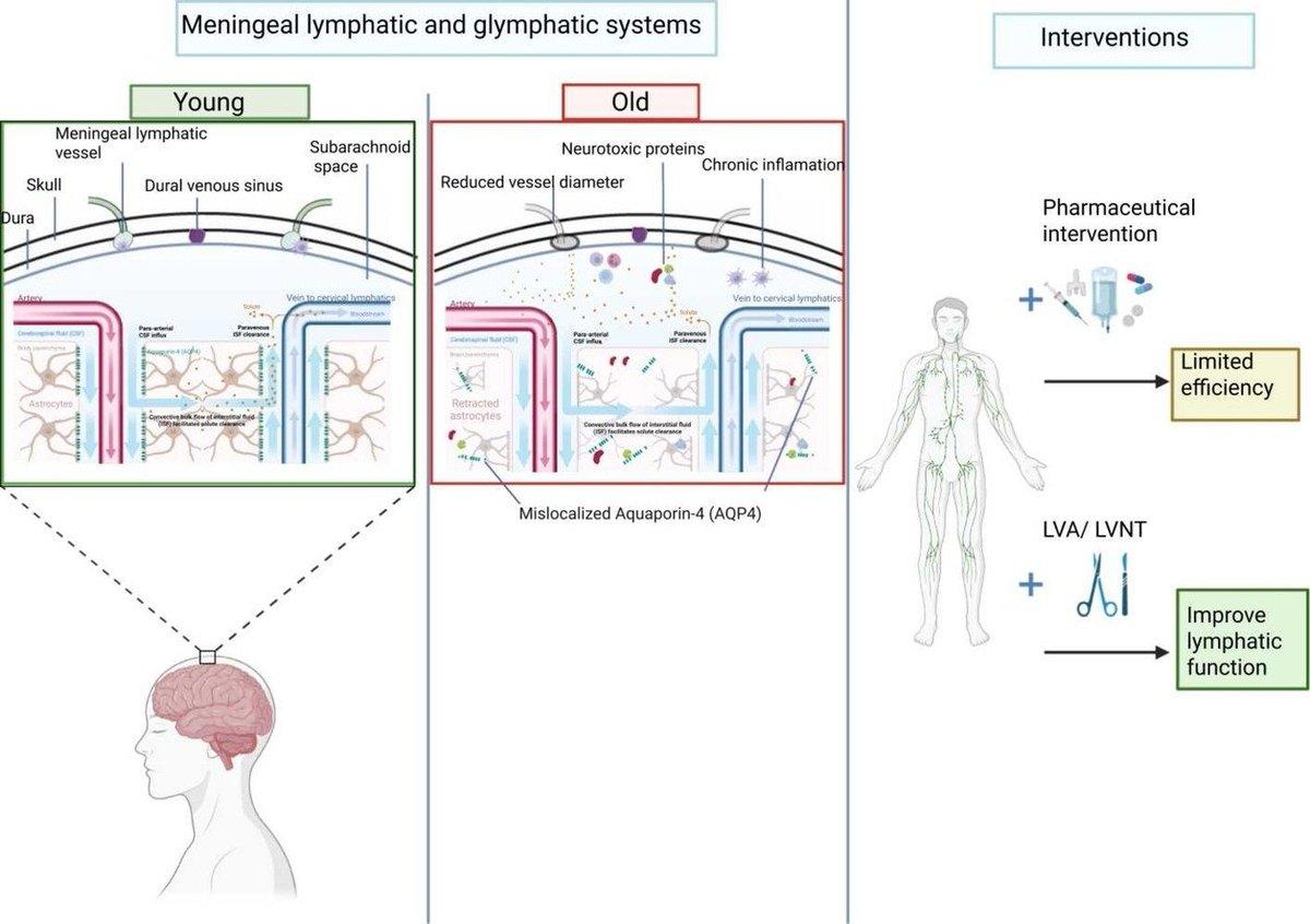 Aging Lymphatics Link Immunity, Brain Health, Therapy